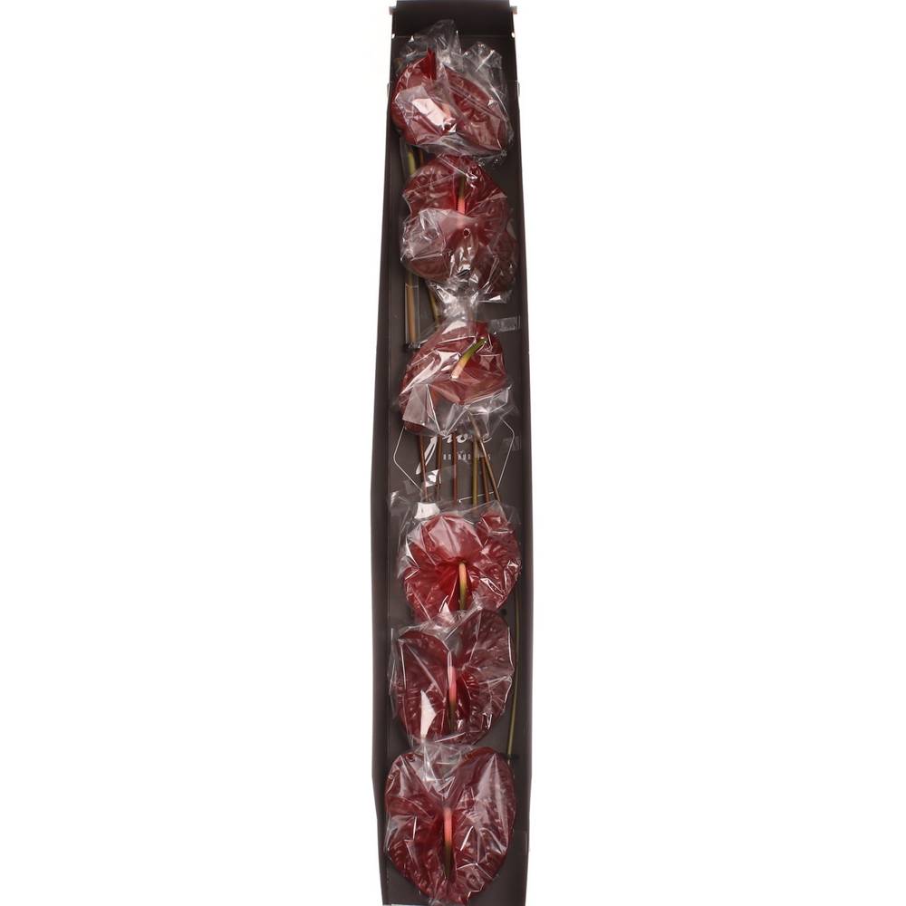 Anthurium terrakotta Choco Blüte 18cm