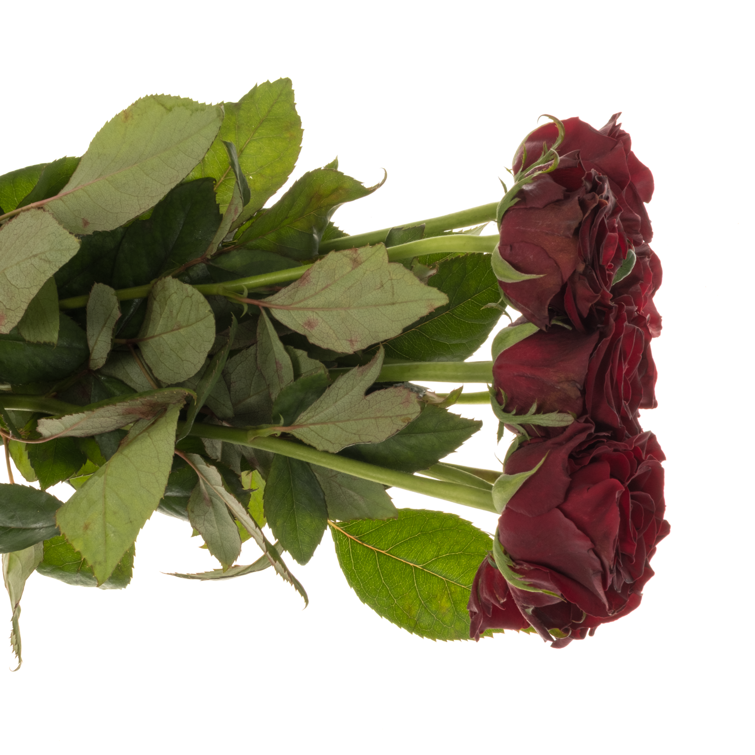 Rose weinrot Dark Knight 50cm