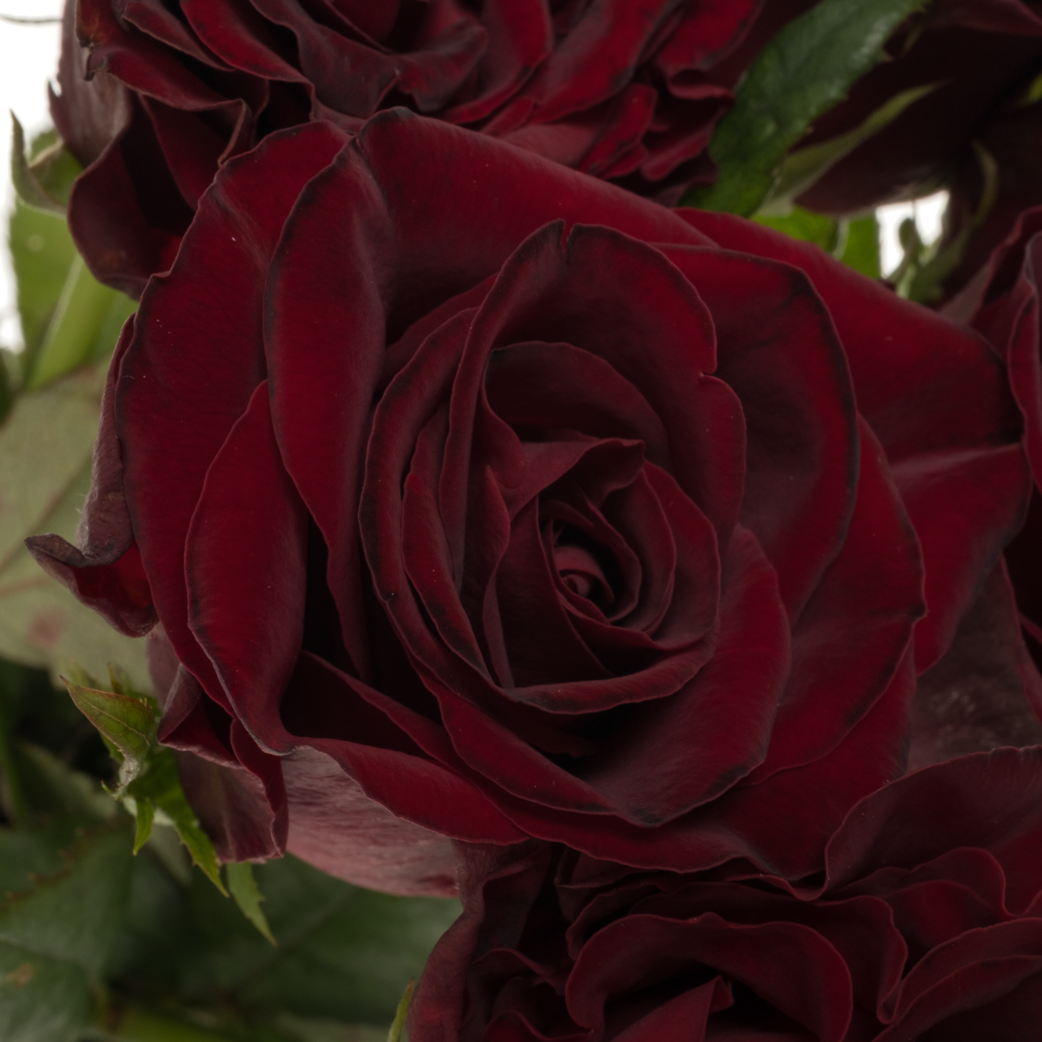 Rose weinrot Dark Knight 50cm
