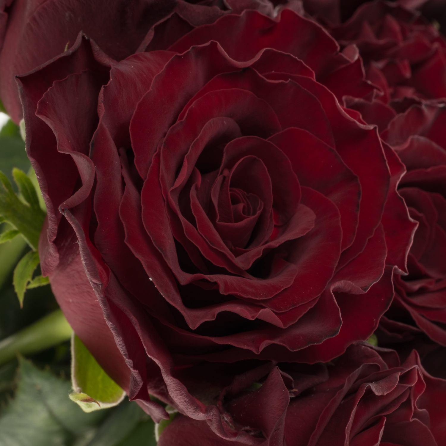 Rose weinrot Dark Knight 50cm