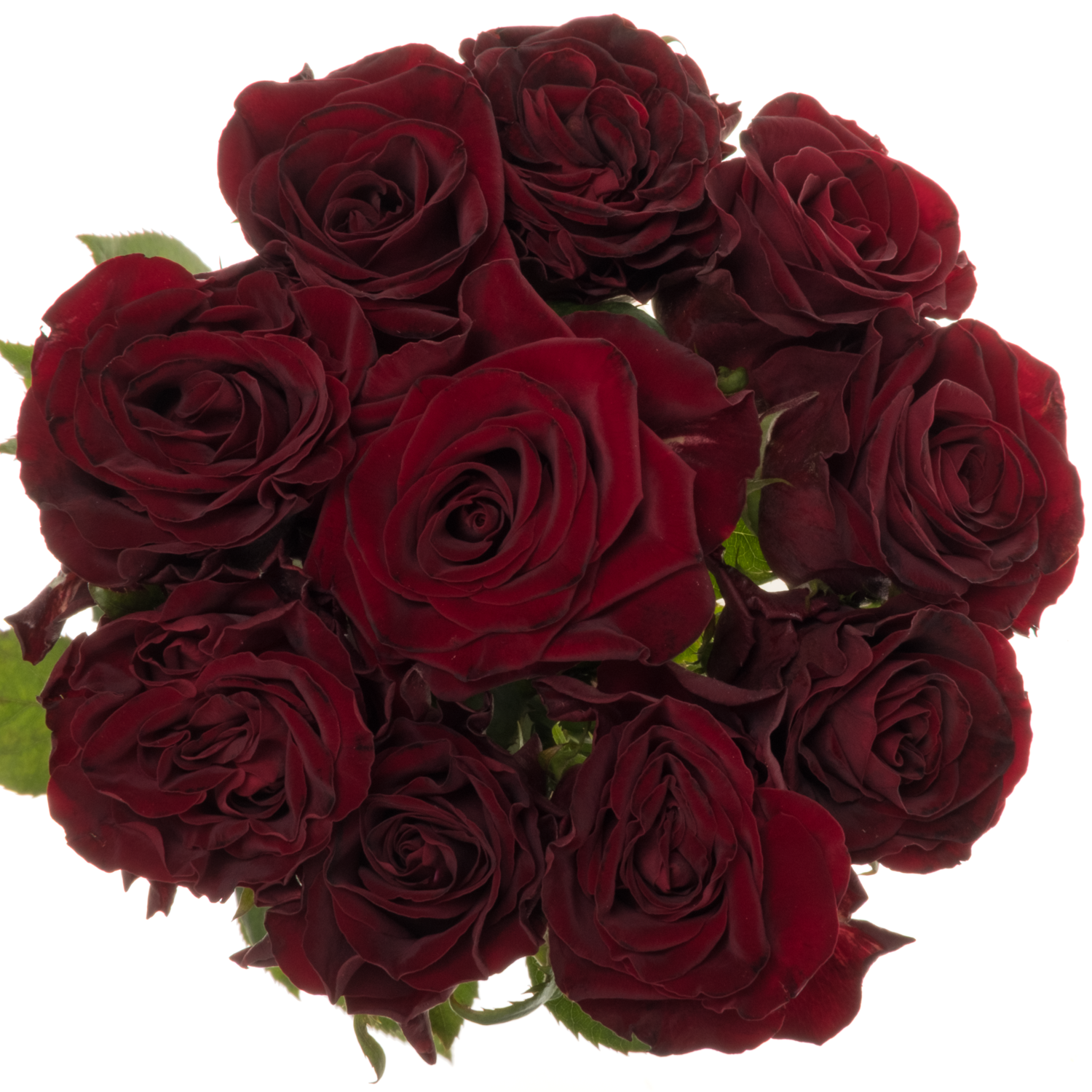 Rose weinrot Dark Knight 50cm