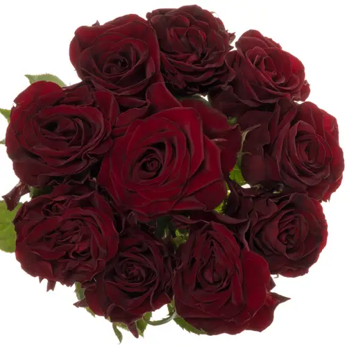 Rose weinrot Dark Knight 50cm