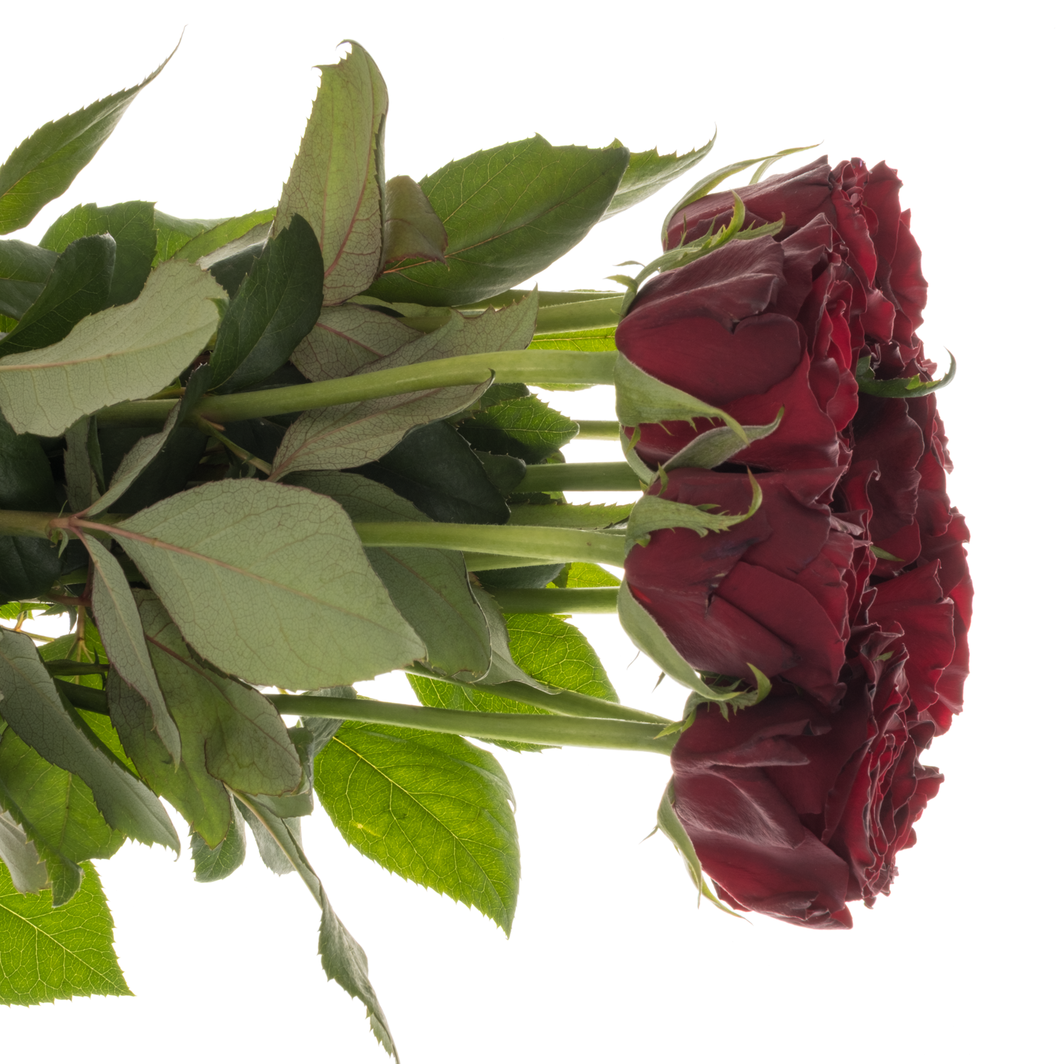 Rose weinrot Dark Knight 50cm
