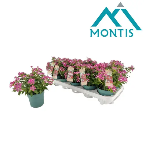Catharanthus hell rosa Soiree T10,5 H017