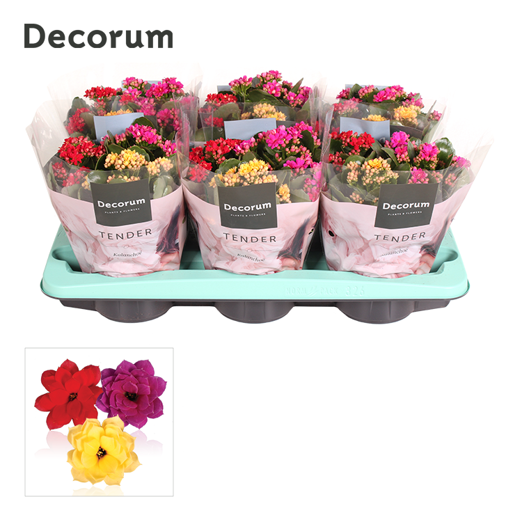 Kalanchoe Gef. mix Carnaval T15 H026