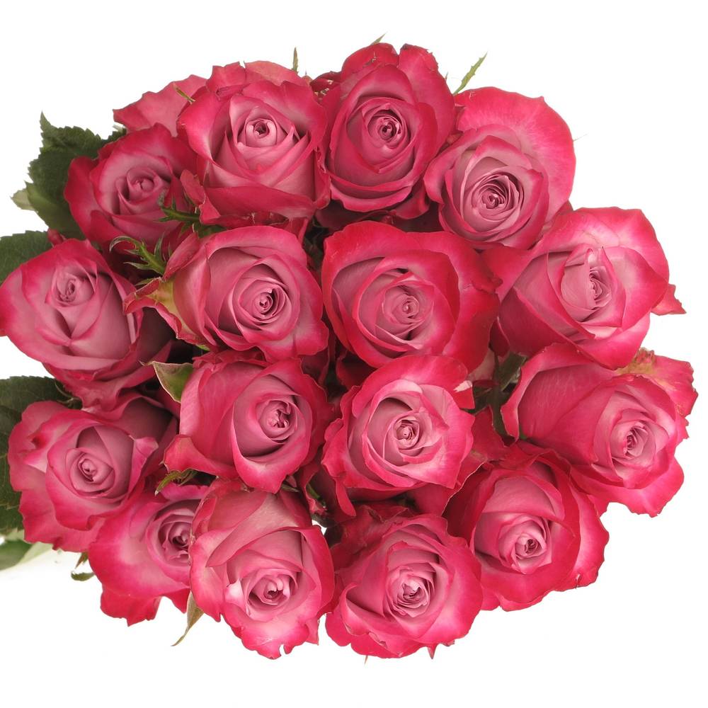 Rose lila Deep Purple (Ec) 40cm