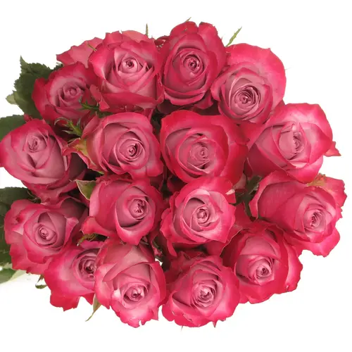 Rose lila Deep Purple (Ec) 40cm