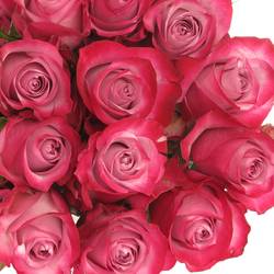 Rose lila Deep Purple (Ec) 40cm