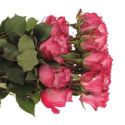 Rose lila Deep Purple (Ec) 40cm