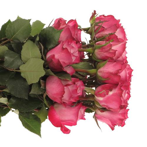 Rose lila Deep Purple (Ec) 40cm