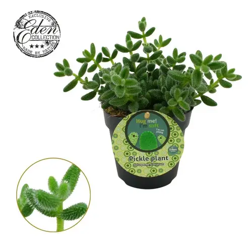 Delospermum Echinatum T12 H20