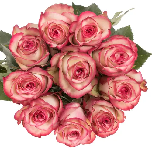 Rose rot/creme Paloma (Ec) 50cm X10