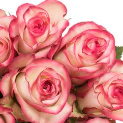 Rose rot/creme Paloma (Ec) 50cm X10