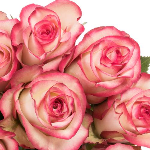 Rose rot/creme Paloma (Ec) 50cm X10