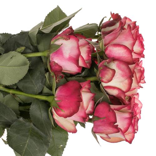 Rose rot/creme Paloma (Ec) 50cm X10