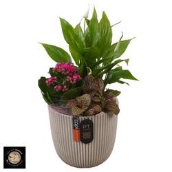 Spath.Arr PTIB5211 T13 H030