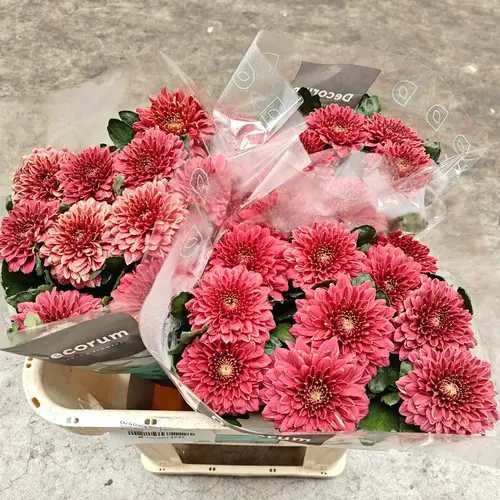 Chrys.Deko rot Cherry neu Arcadia 85Gramm 7cm