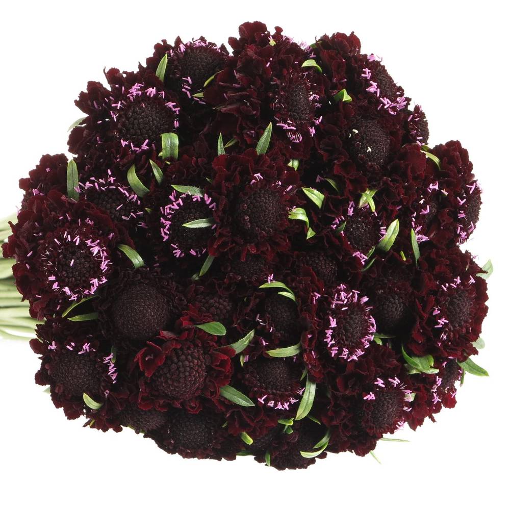Scabiosa schwarz Blackberry 60cm