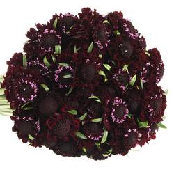 Scabiosa schwarz Blackberry 60cm