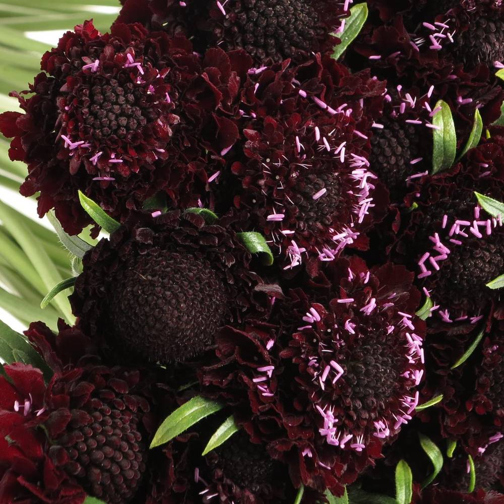 Scabiosa schwarz Blackberry 60cm