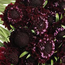 Scabiosa schwarz Blackberry 60cm