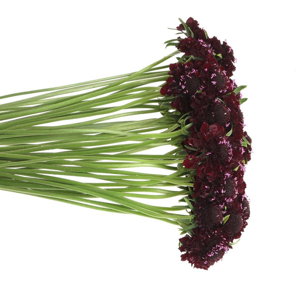 Scabiosa schwarz Blackberry 60cm