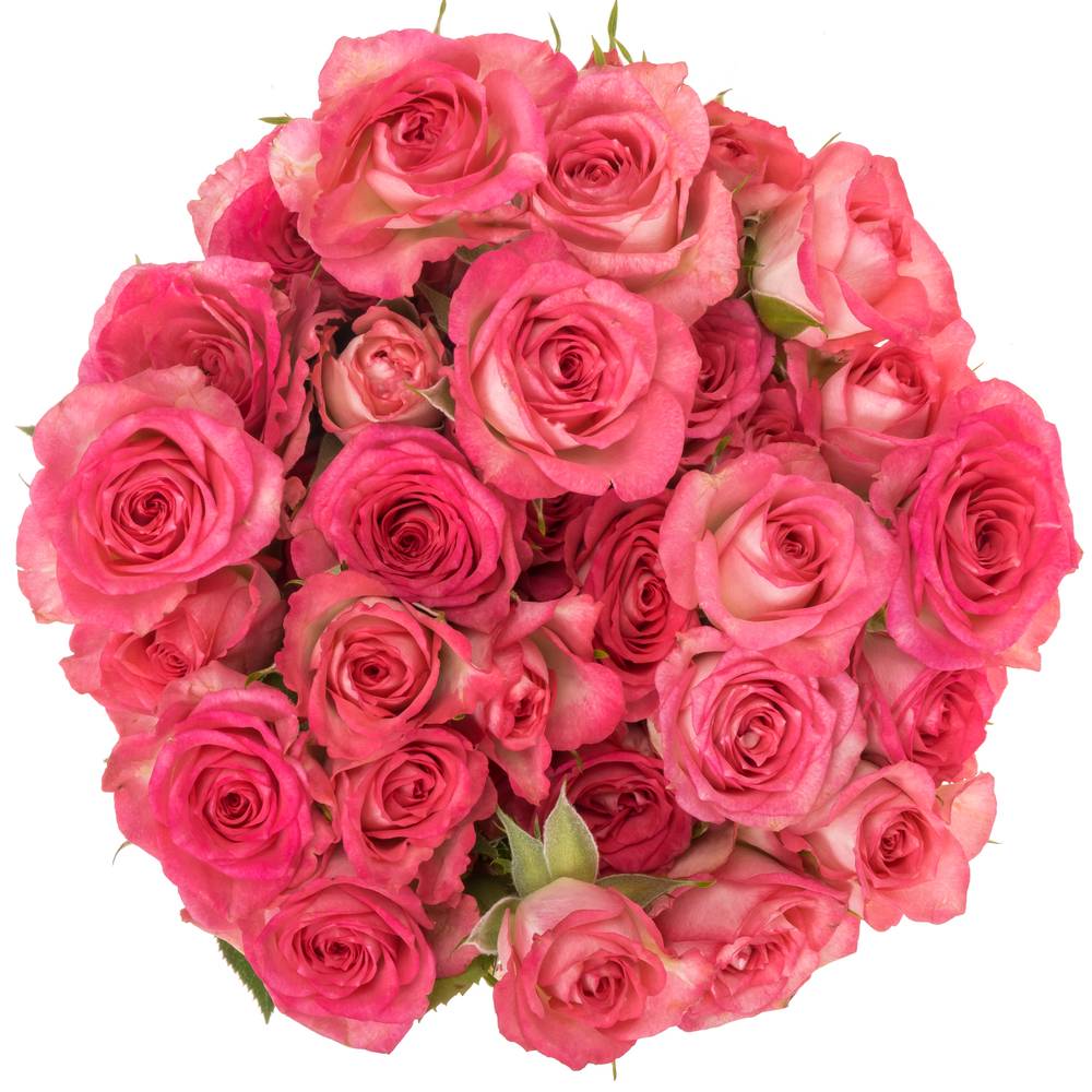 Rose verzweigt fuchsia/creme Sweet Julia 7+Blüte 70cm