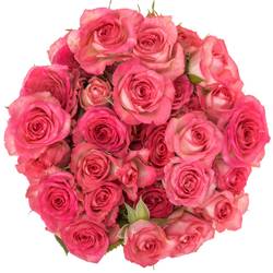 Rose verzweigt fuchsia/creme Sweet Julia 7+Blüte 70cm