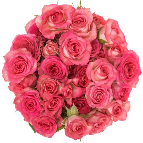 Rose verzweigt fuchsia/creme Sweet Julia 7+Blüte 70cm