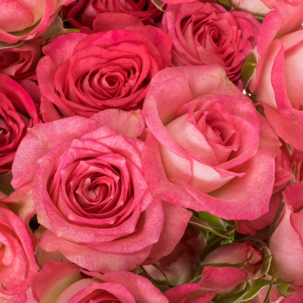 Rose verzweigt fuchsia/creme Sweet Julia 7+Blüte 70cm