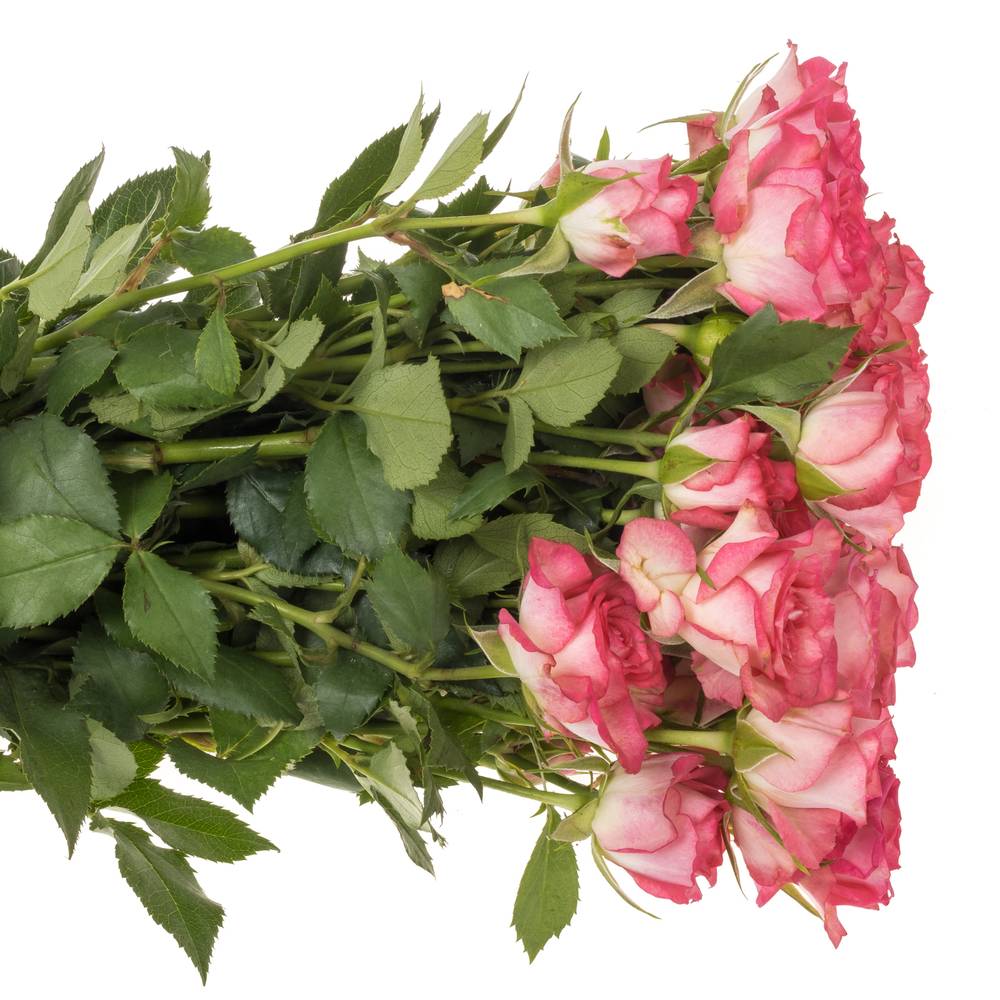 Rose verzweigt fuchsia/creme Sweet Julia 7+Blüte 70cm