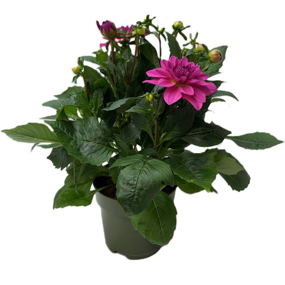 Dahlia dunkel rosa T17 H030