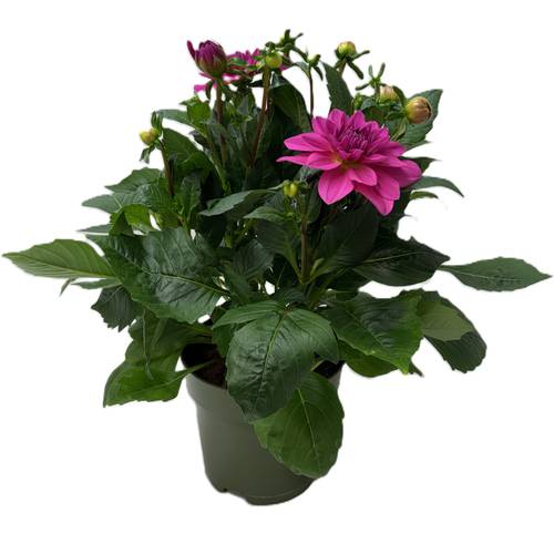Dahlia dunkel rosa T17 H030