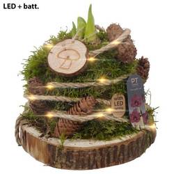 Amaryl.Arr PTAA8858 LED rote Bl. T15 H022
