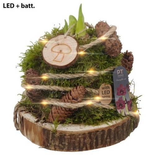 Amaryl.Arr PTAA8858 LED rote Bl. T15 H022