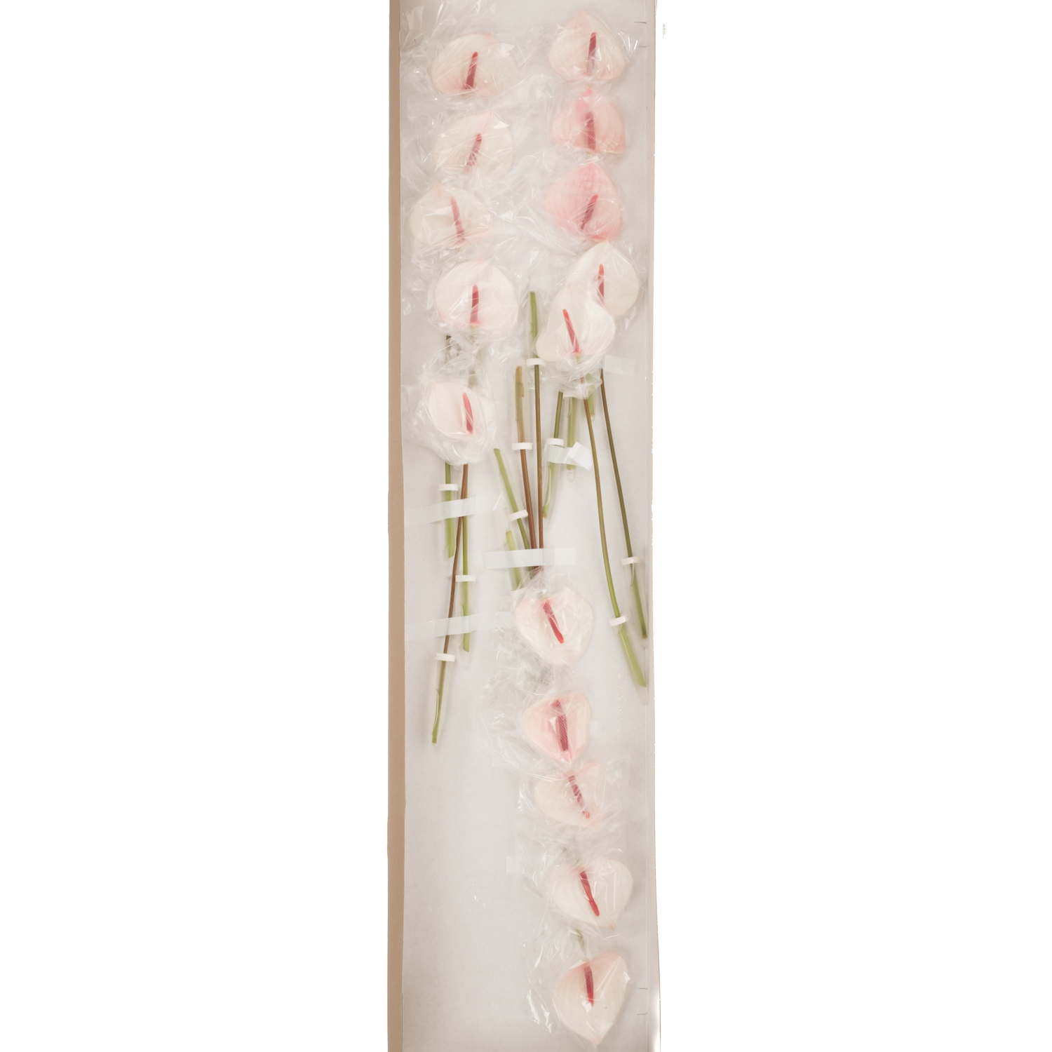 Anthurium creme Fresh Love Lovely Blüte 7cm