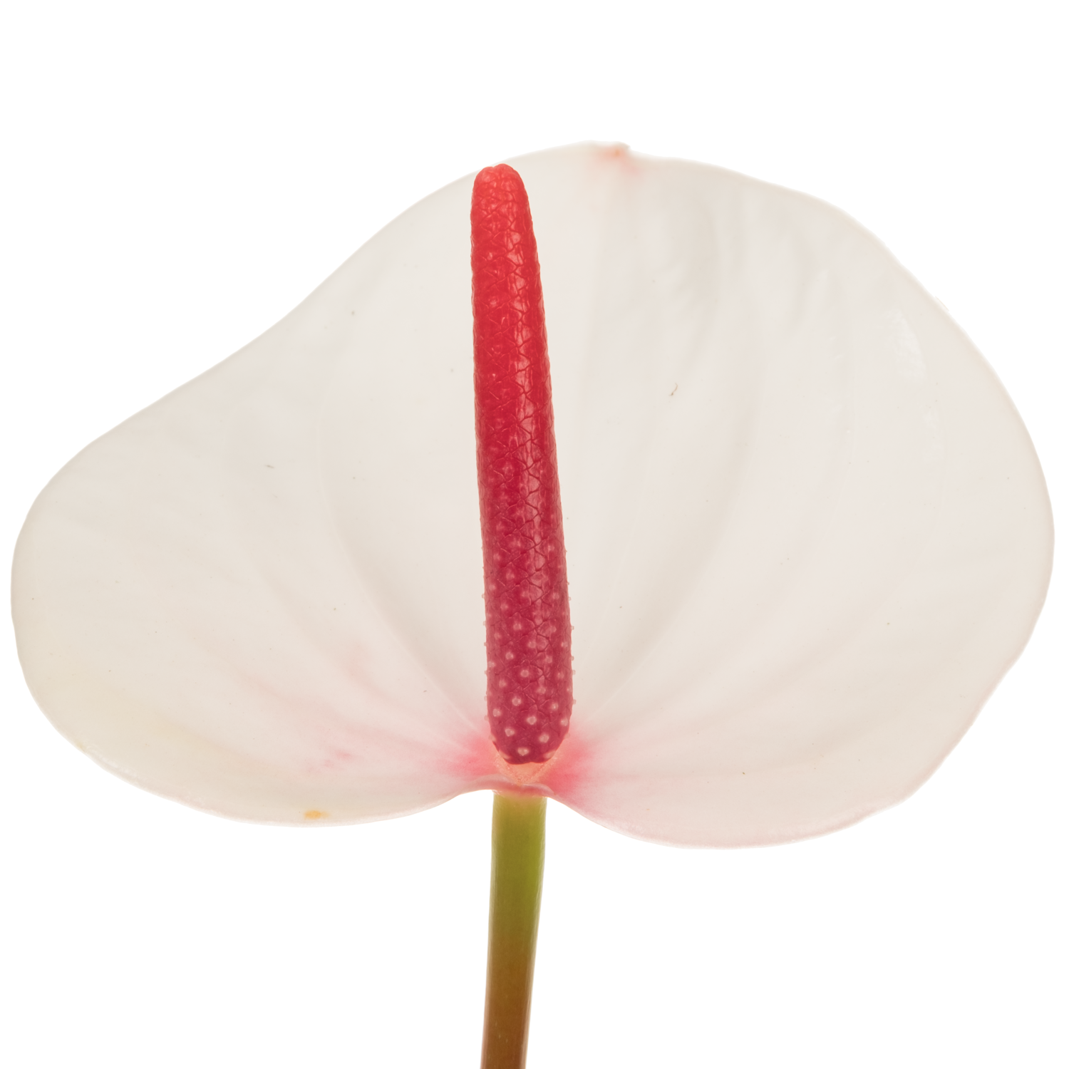 Anthurium creme Fresh Love Lovely Blüte 7cm