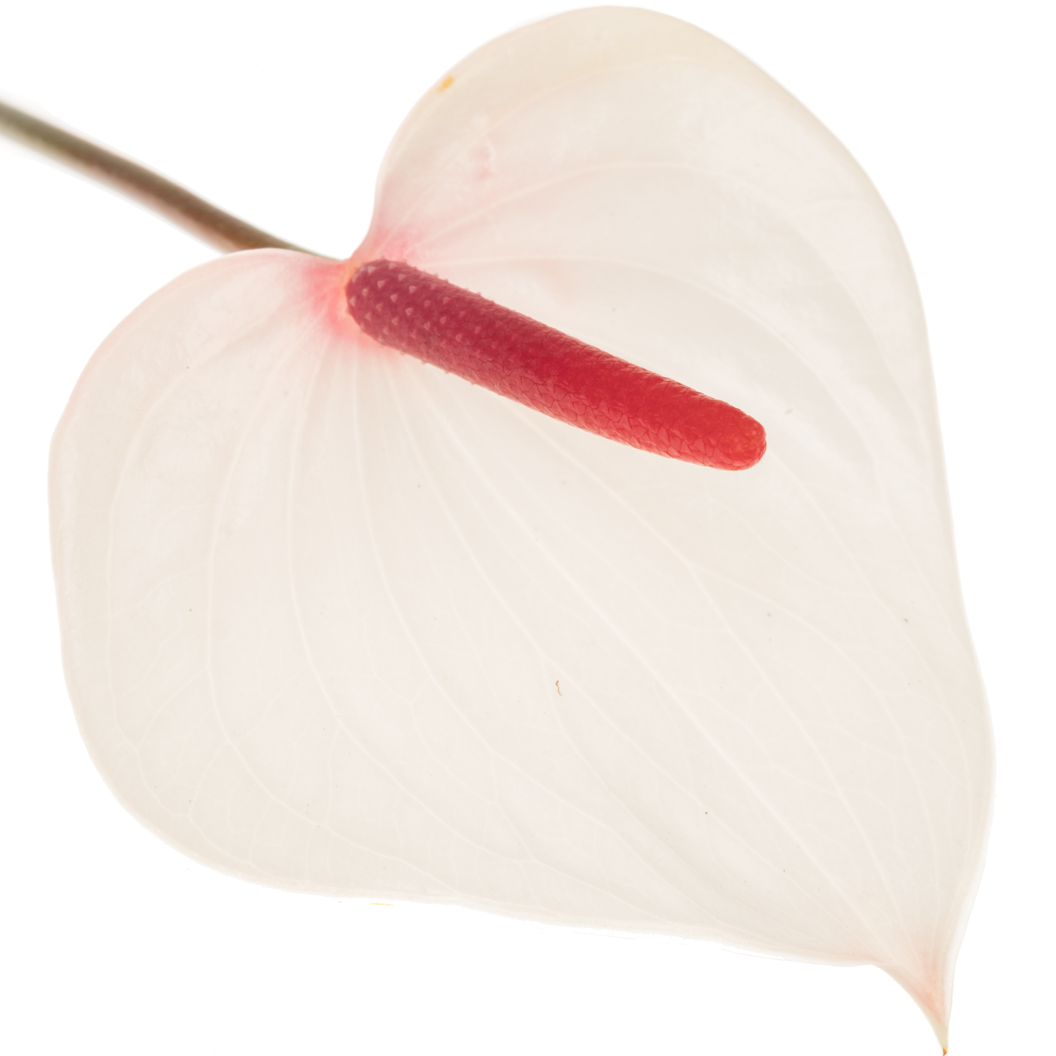 Anthurium creme Fresh Love Lovely Blüte 7cm
