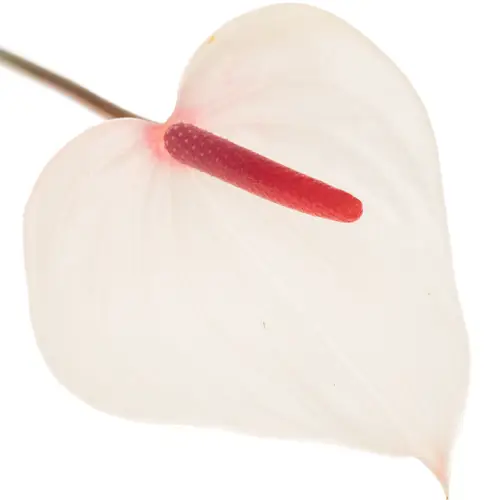 Anthurium creme Fresh Love Lovely Blüte 7cm