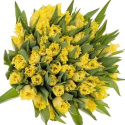 Tulpe creme Rebellious 42 Gramm