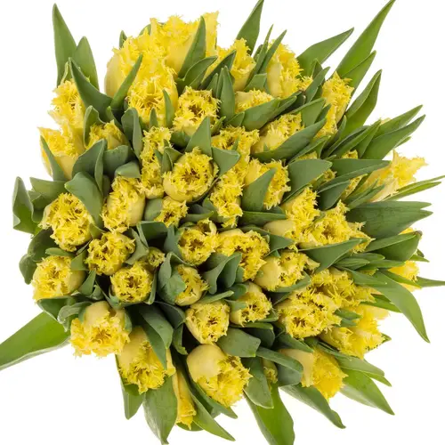 Tulpe creme Rebellious 42 Gramm