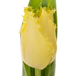 Tulpe creme Rebellious 42 Gramm