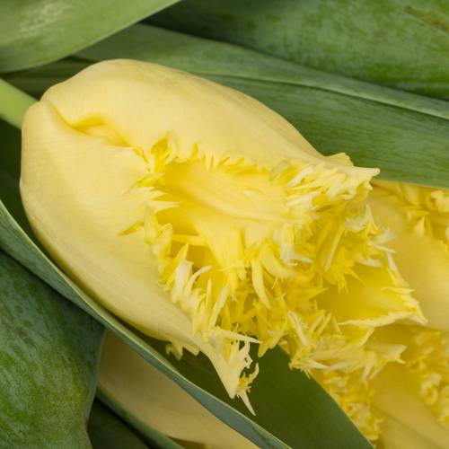 Tulpe creme Rebellious 42 Gramm