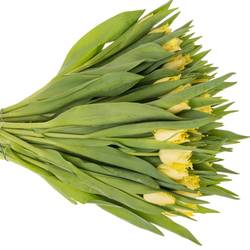 Tulpe creme Rebellious 42 Gramm