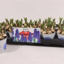 Muscari blau Snapchen Von Uhr T12 H015