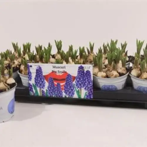 Muscari blau Schnapchen Von Uhr T12 H015