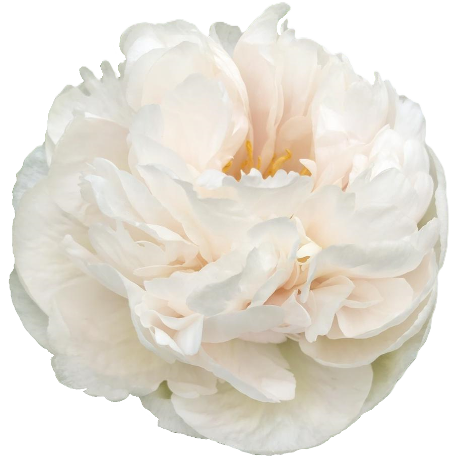 Pfingstrose rosa hell gefüllt Greenland 55cm