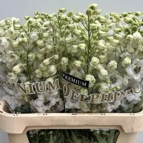 Delphinium weiss Royal wedding 80cm