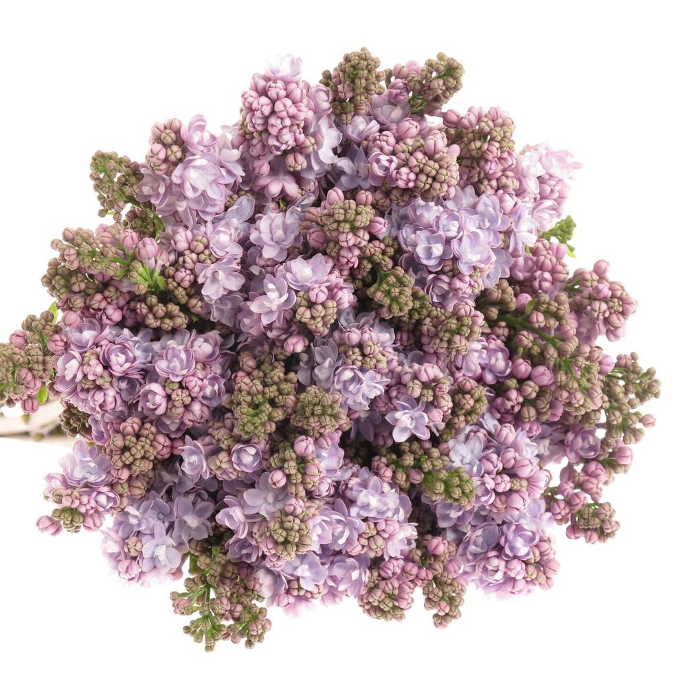 Flieder milka Foch 2-3 Kopf 70cm