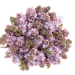Flieder milka Foch 2-3 Kopf 70cm